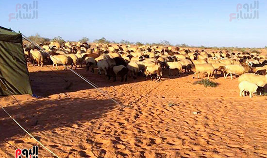 محافظة-مطروح-تشتهر-بتربية-اغنام-البرقي محافظة-مطروح-تشتهر-بتربية-اغنام-البرقي
