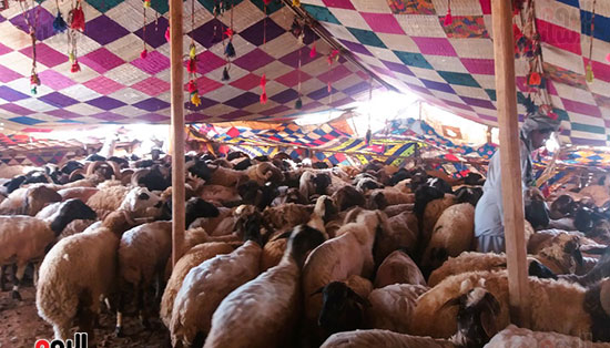 جز-صوف-الاغنام---محافظة-مطروح جز-صوف-الاغنام---محافظة-مطروح