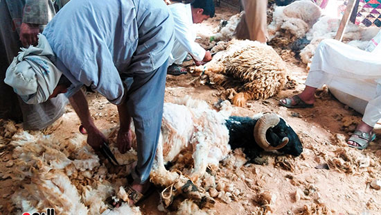 طقوس-الجلامة-او-جز-صوف-الاغنام-بمطروح طقوس-الجلامة-او-جز-صوف-الاغنام-بمطروح