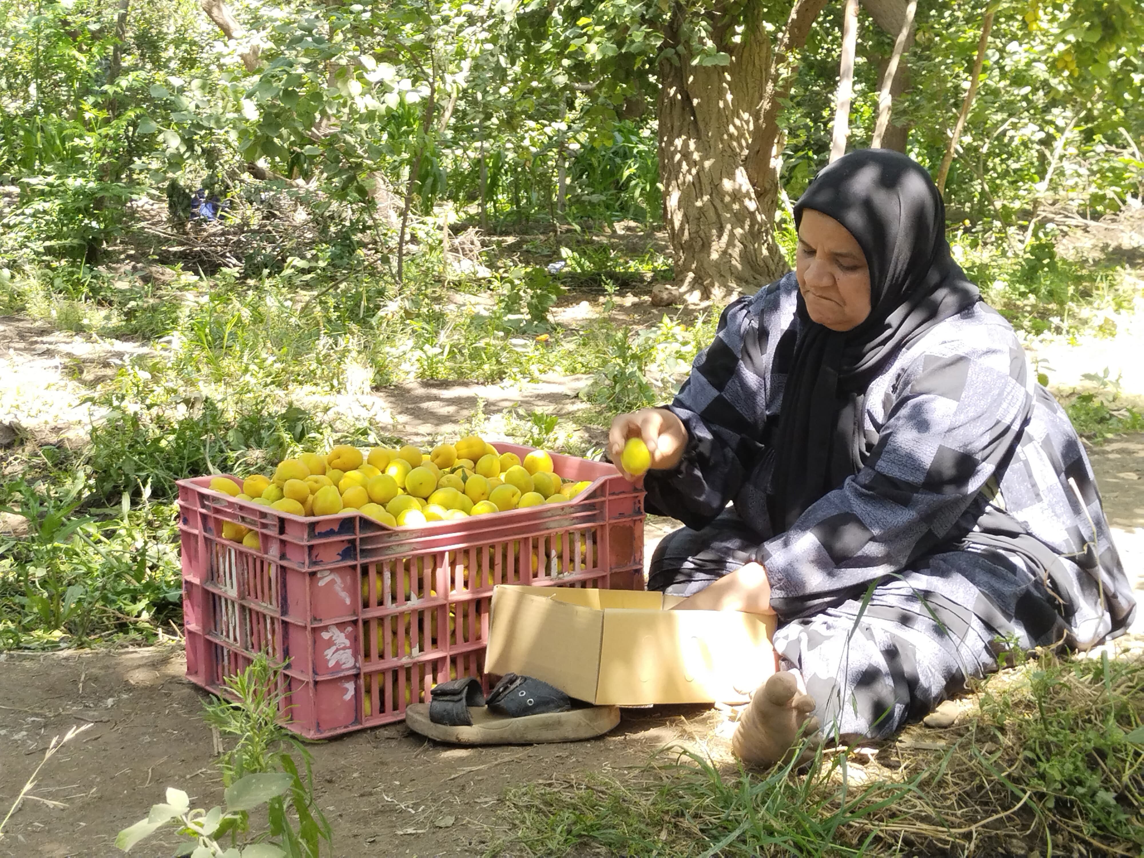 تعبئة المشمش تعبئة المشمش