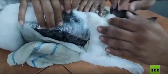 القبض على القط القبض على القط