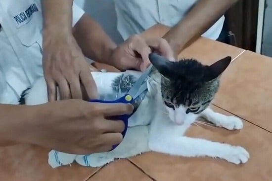 لحظة القبض على القط لحظة القبض على القط