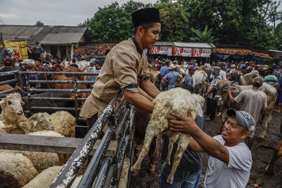 شراء أضاحى العيد فى إندونيسيا (8)