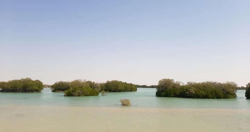 أشجار المانجروف على الشلاتين