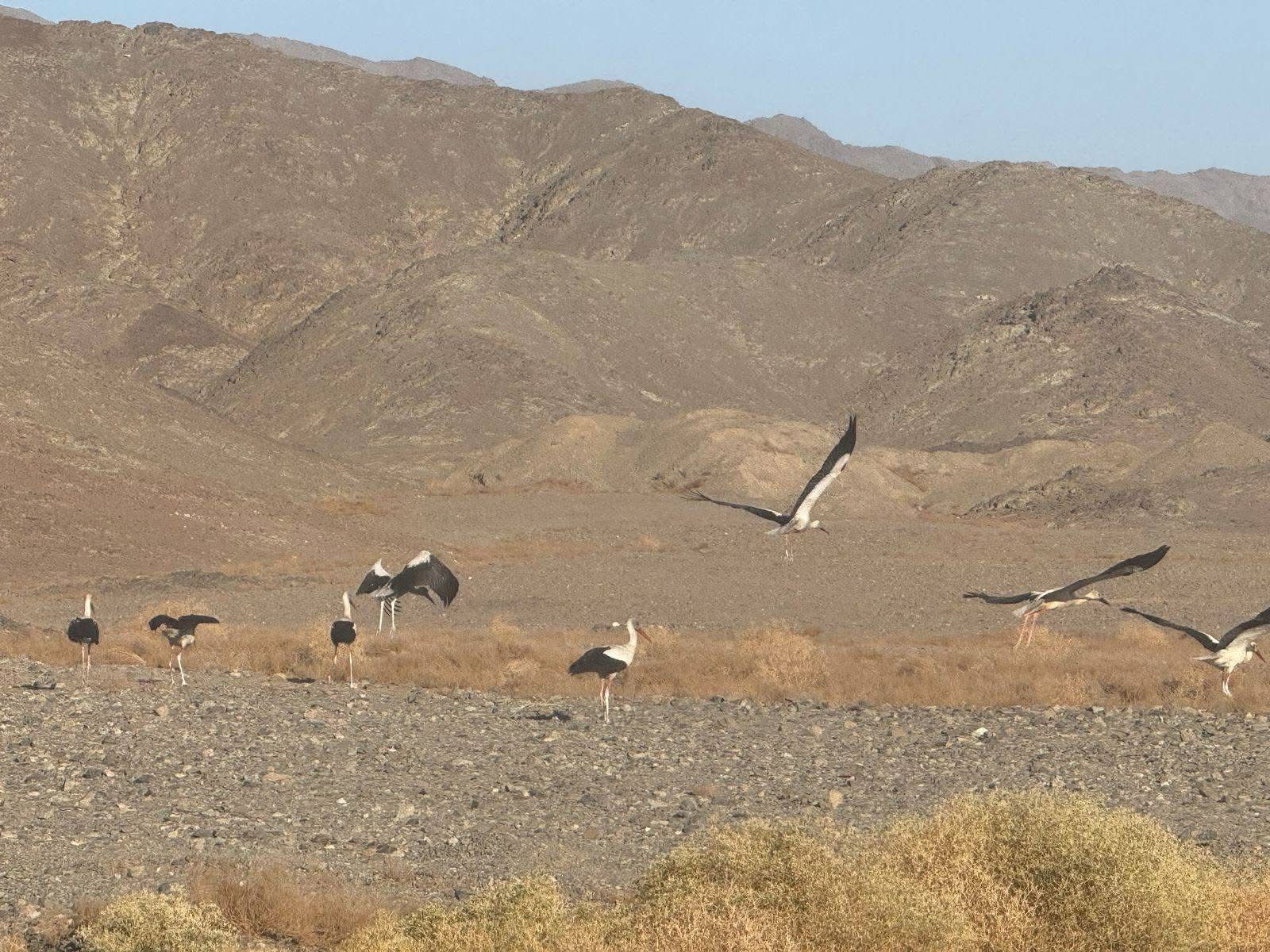 طيور اللقل الابيض طيور اللقل الابيض