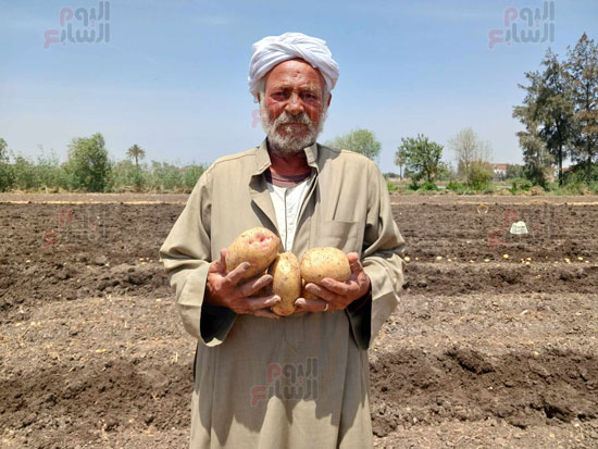 من-كبار-مزراعى-البطاطس