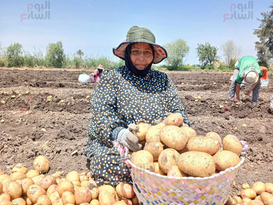 حصاد-البطاطس-بالشرقية_1