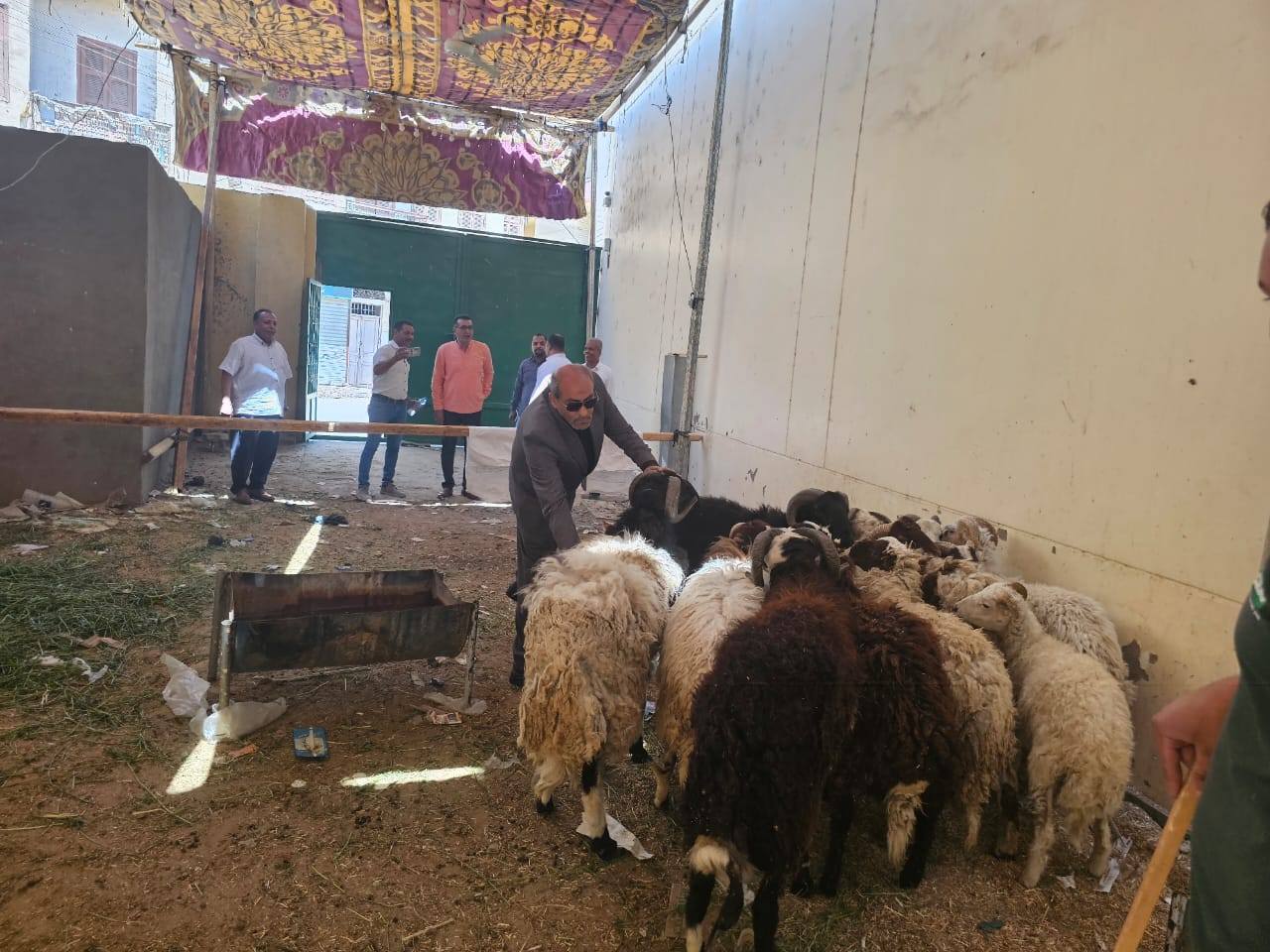 طرح خراف حية بسعر 225 جنيه للكيلو لأضحية العيد