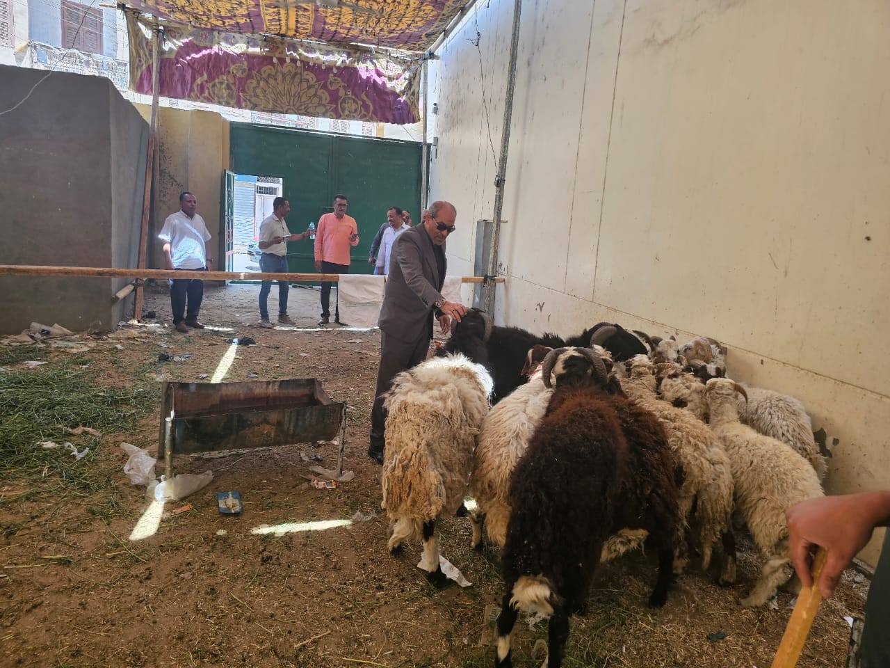 خراف حية بسعر 225 جنيه للكيلو لأضحية العيد