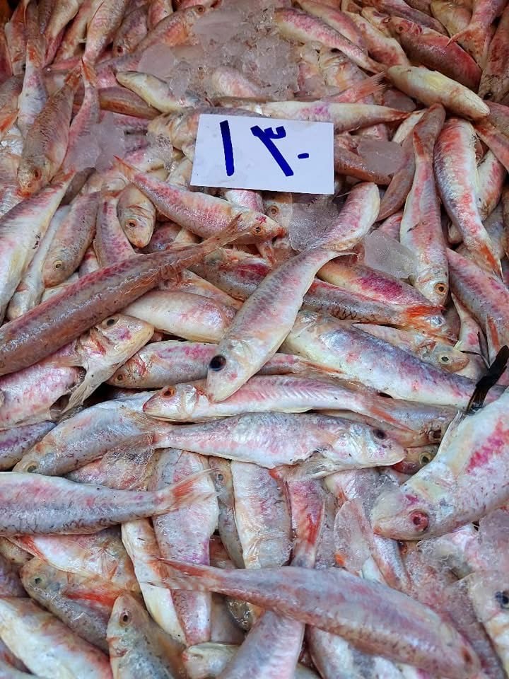 سمك البربون