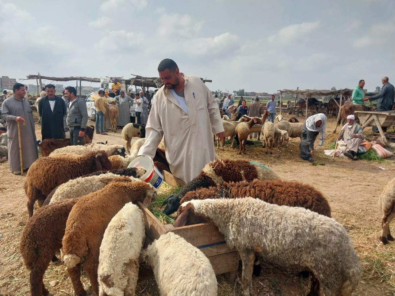 سوق المواشي فى دمياط