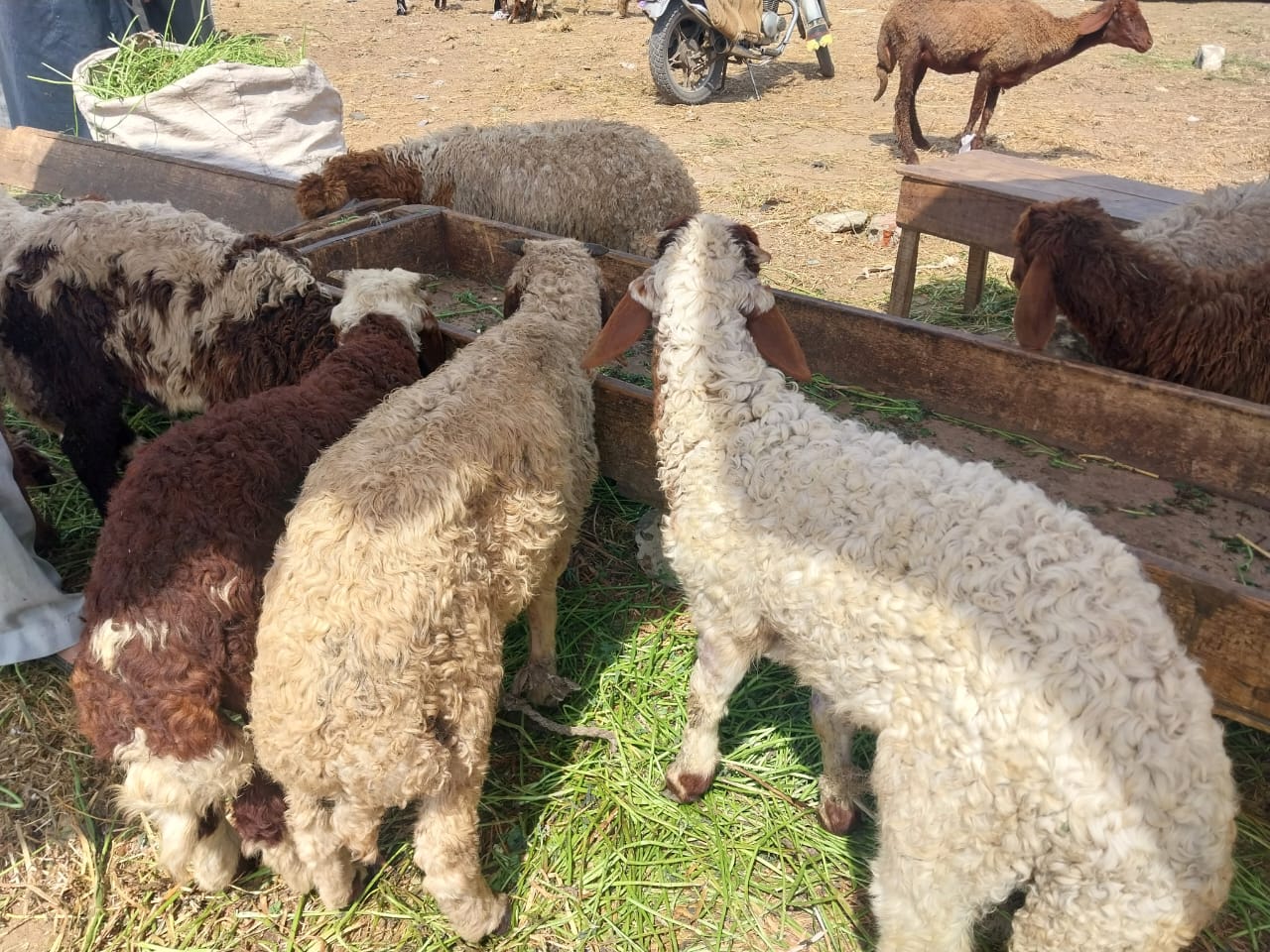 سوق المواشي