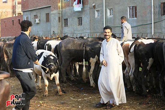 داخل سوق المواشى داخل سوق المواشى