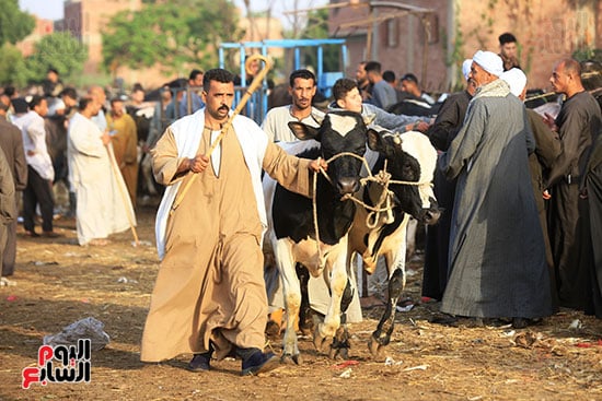 سوق المواشى سوق المواشى