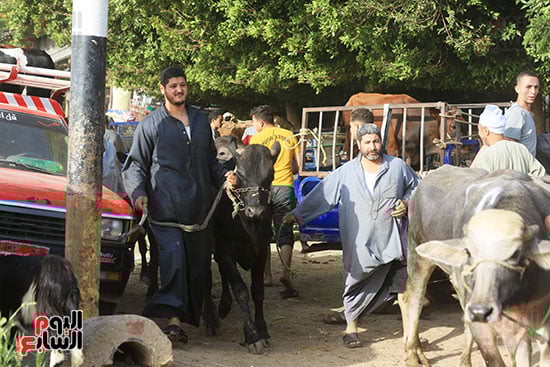 شراء الاضاحى شراء الاضاحى