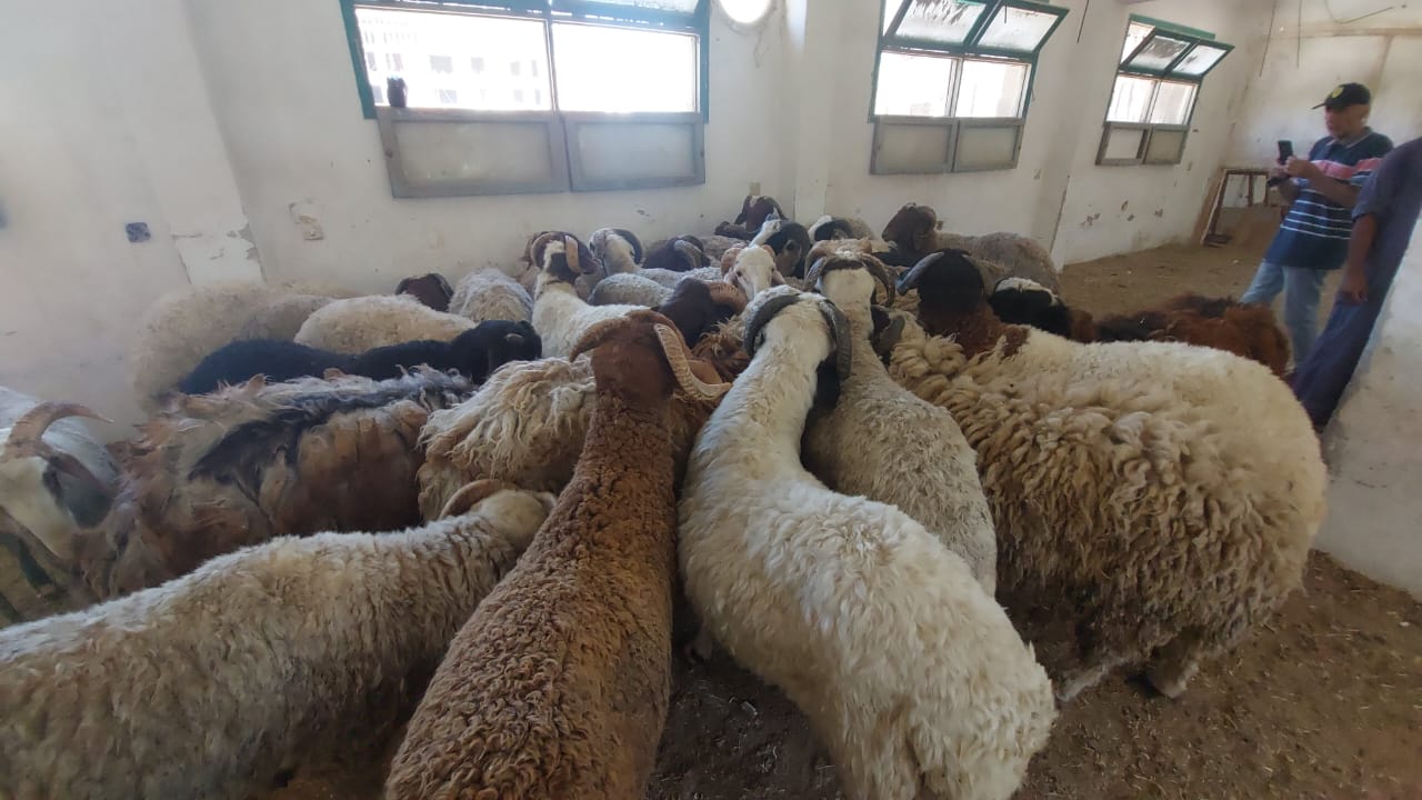 توفير خراف بلدى بمديرية الزراعة بالبحر الاحمر توفير خراف بلدى بمديرية الزراعة بالبحر الاحمر