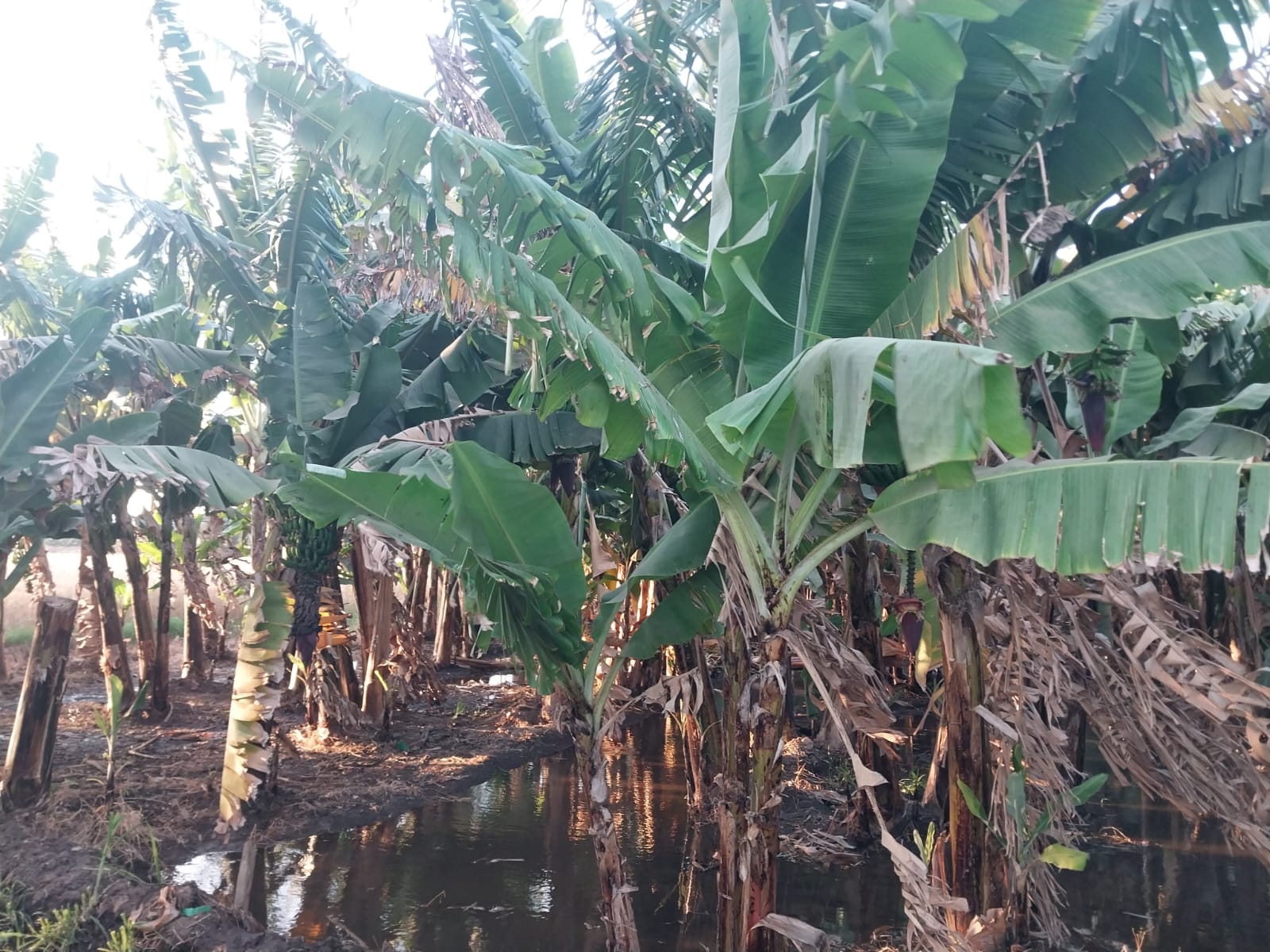 محمية دمياط الطبيعية 