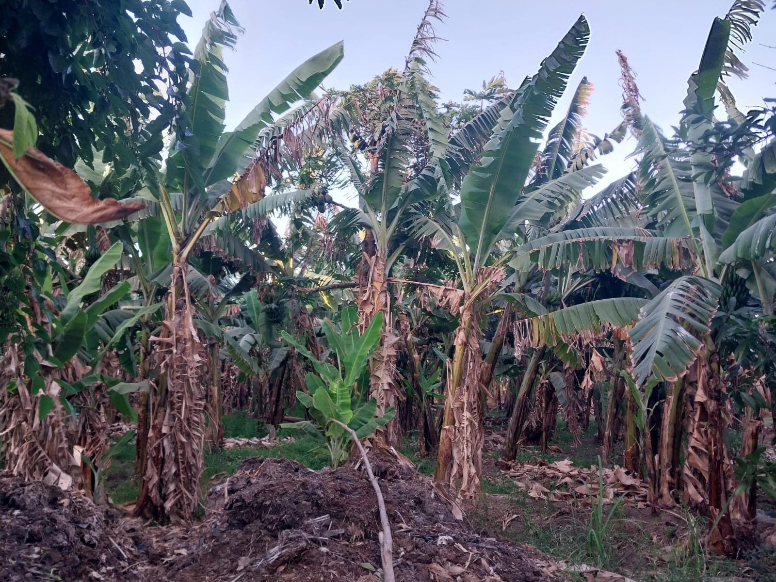 جزيرة الموز بدمياط 