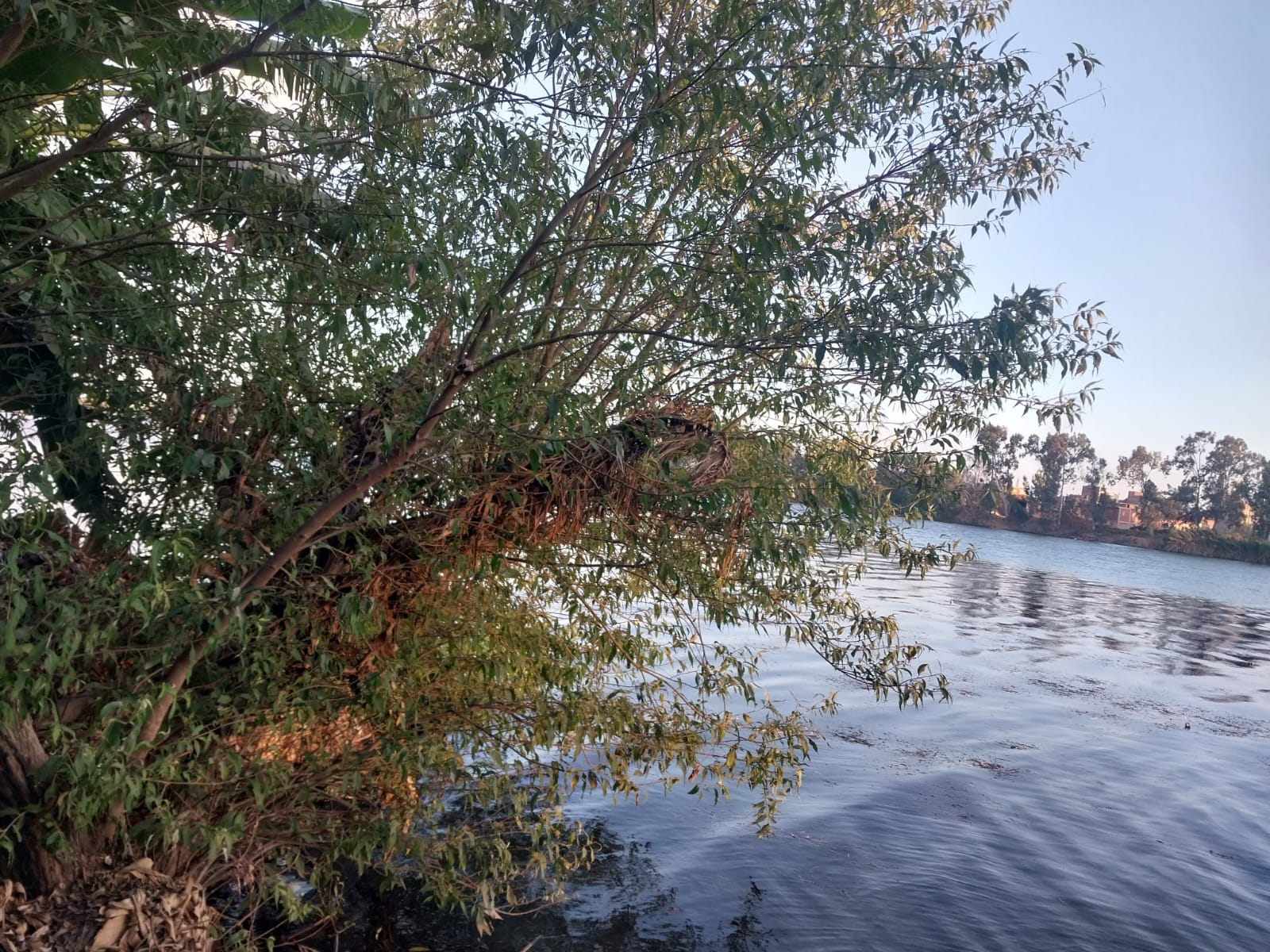 جزيرة الموز بدمياط 