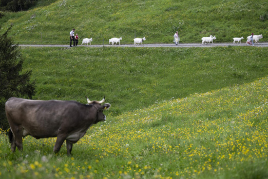 تربية الماشية فى سويسرا (4)