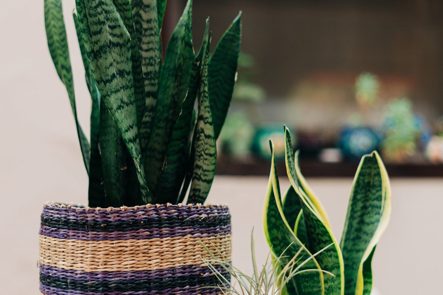 نبات الثعبان