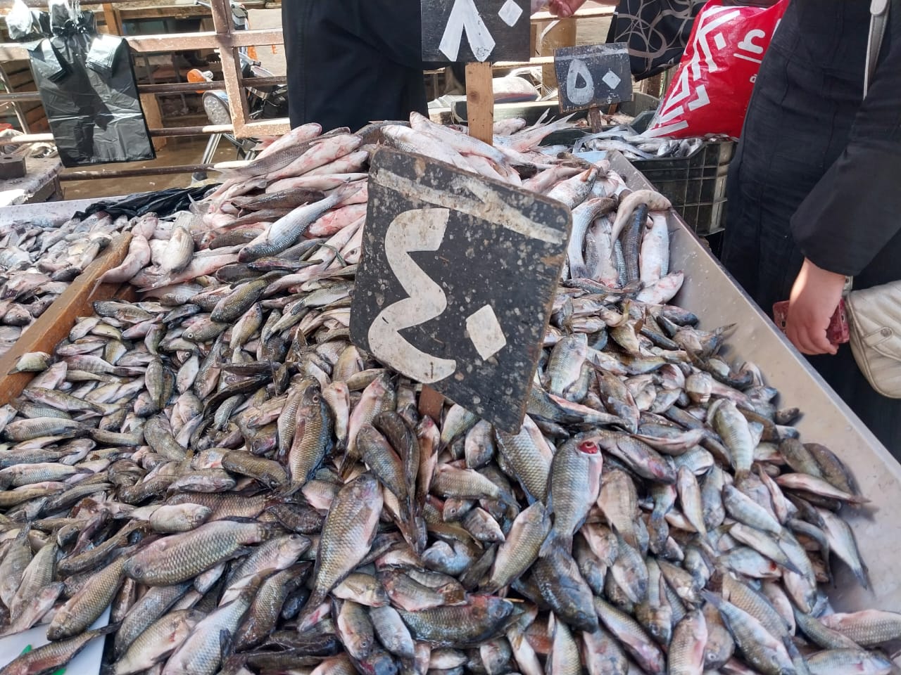 الشبار الاخضر في دمياط