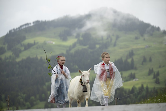 تربية الماشية فى سويسرا (7)