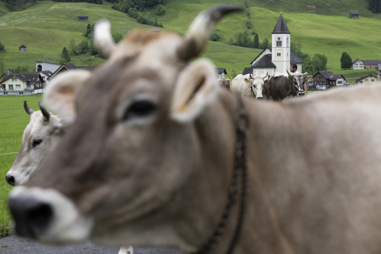 تربية الماشية فى سويسرا (3)