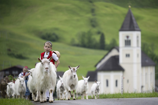 تربية الماشية فى سويسرا (11)