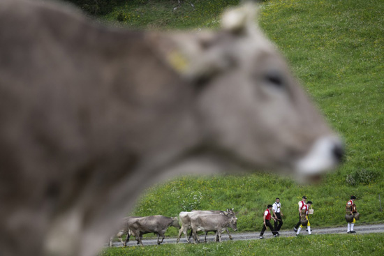 تربية الماشية فى سويسرا (5)