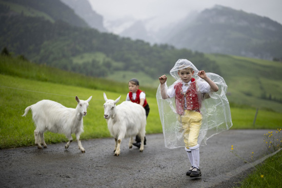 تربية الماشية فى سويسرا (2)