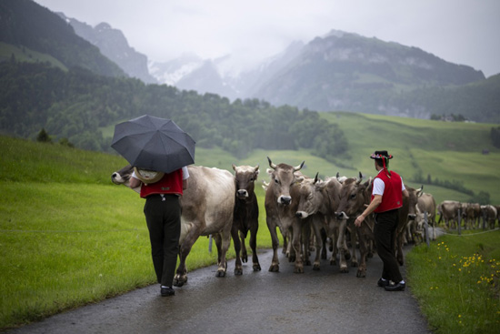 تربية الماشية فى سويسرا (8)