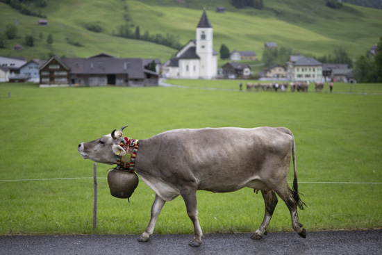 تربية الماشية فى سويسرا (6)