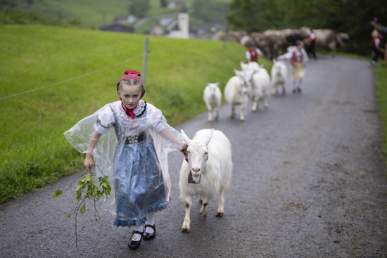 تربية الماشية فى سويسرا (10)