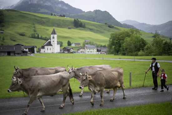 تربية الماشية فى سويسرا (15)