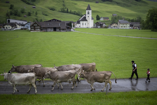 تربية الماشية فى سويسرا (13)