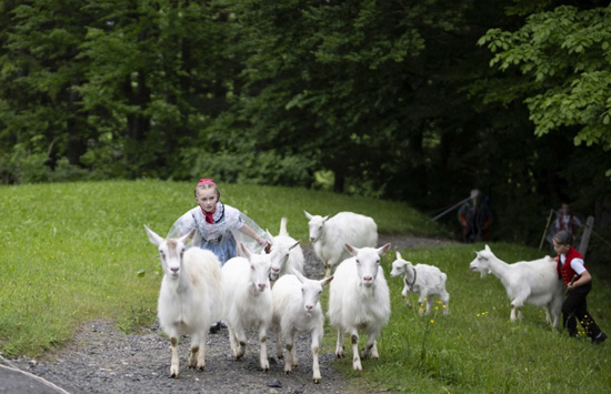 تربية الماشية فى سويسرا (1)