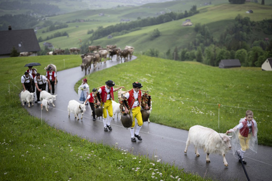 تربية الماشية فى سويسرا (12)