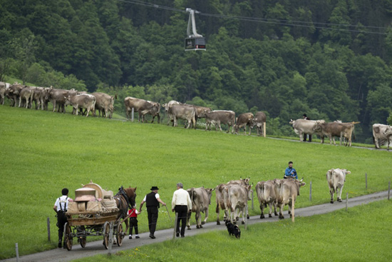 تربية الماشية فى سويسرا (9)