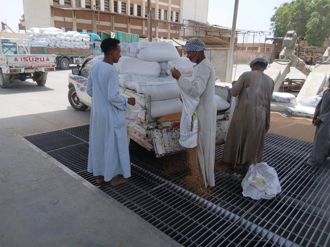 المزارعين خلال توريد القمح للشون والصوامع المزارعين خلال توريد القمح للشون والصوامع