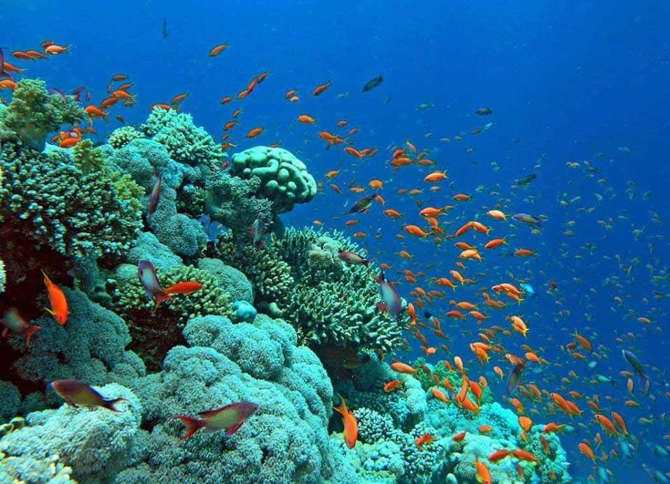 جمال أعماق البحر الأحمر 