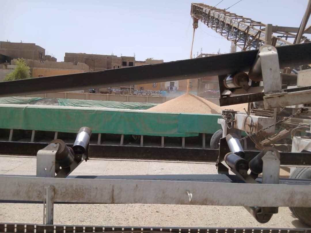 أنهار بشائر الخير والذهب الأصفر مستمرة في الجريان بالأقصر أنهار بشائر الخير والذهب الأصفر مستمرة في الجريان بالأقصر