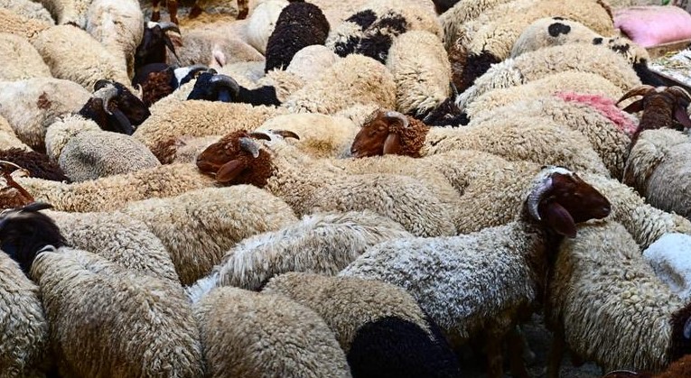 مجموعة من الخرفان مجموعة من الخرفان