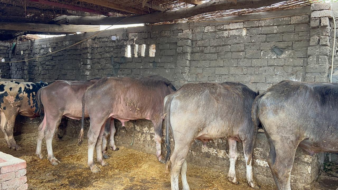 مواشي جاهزة للأضاحي