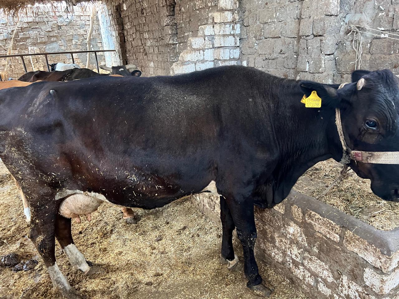 ماشيه بقري بسعر 48 الف