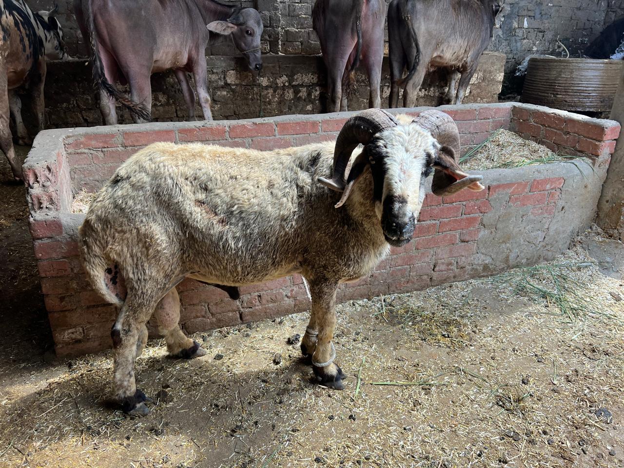 خروف بسعر 14 الف