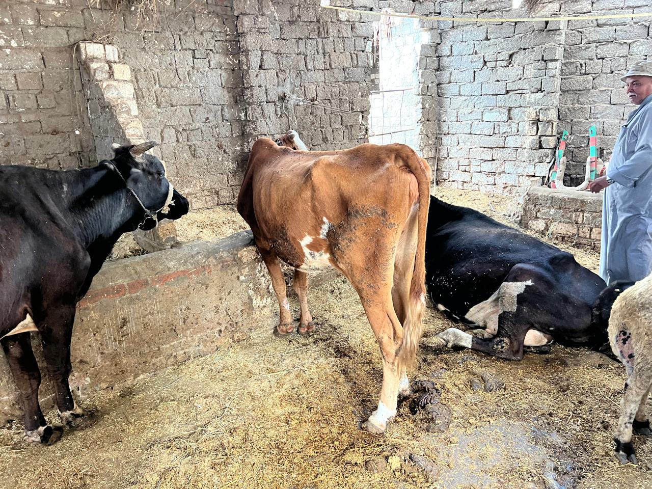 بقره بسعر 40  الف للاضحية