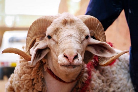خروف العيد خروف العيد
