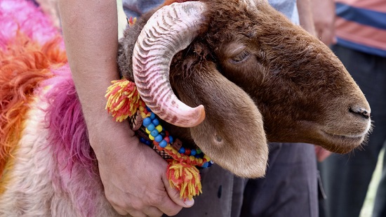 أضحية العيد أضحية العيد