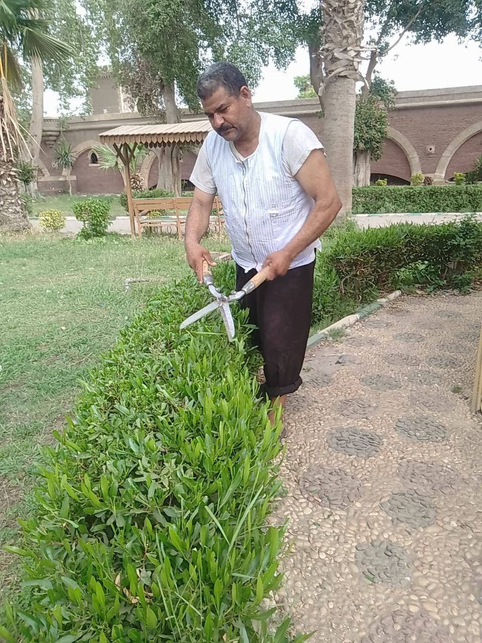 تهذيب الأشجار تهذيب الأشجار